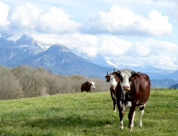 Troupeau GAEC Normand